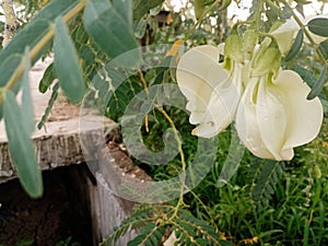 Expose photograph of flowers white on background nature