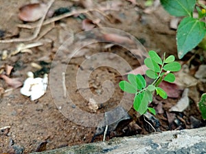 Expose small plants on background nature