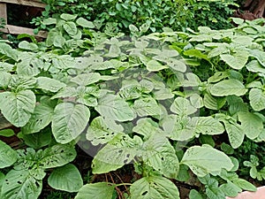 Expose spinach in garden on background nature