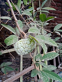 Expose Srikaya fruit on background nature