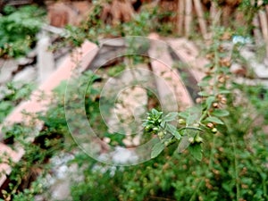 Expose weeds on background nature