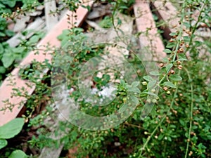 Expose weeds on background nature