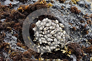 Exposed Goose Barnacles at low tide