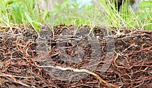 Exposed grass roots and soil photo