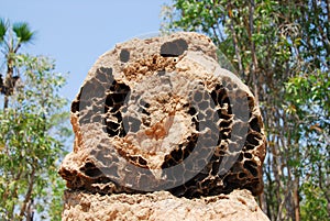 The Exposed Honeycomb Pattern Of A Termite Mound