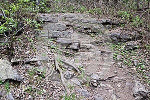 Exposed limestone rock and large tree roots