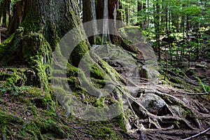 Exposed moss covered roots and tree trunks