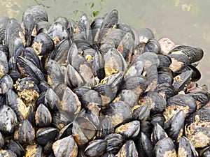 Exposed mussels on a rock at low tide