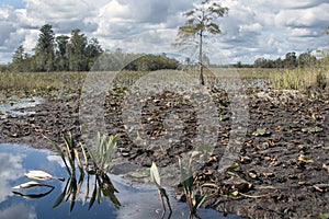 Exposed peat blowup in swamp wetland habitat, Okefenokee Trembling Earth