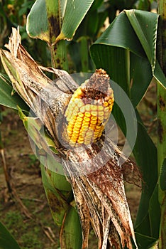 Exposed peeled back corn on a stalk