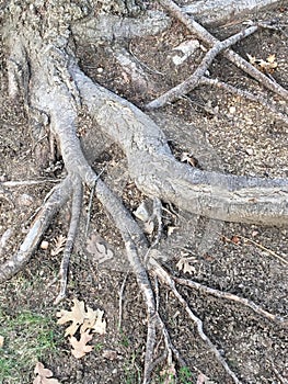 Exposed Roots