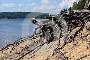 Exposed roots and beautiful lake view on background