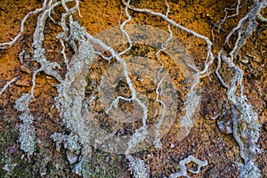 Exposed roots covered with lichens al along the hiking trail