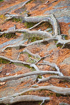 Exposed roots on the ground