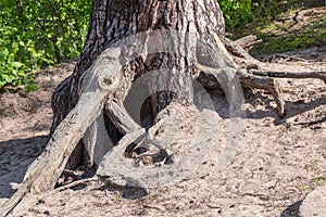 Exposed roots of the old pine tree on sandy slope