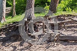 Exposed roots of the old pine tree on sandy slope