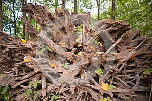 Exposed Roots of an Overturned Tree