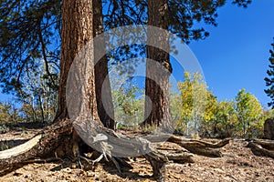 Exposed roots of a Ponderosa Pine on a loosely-consolidated slope in western Coloado