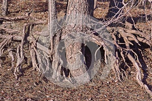 Exposed roots on the shores of Lake Allatoona in the Wintertime after drainage. photo
