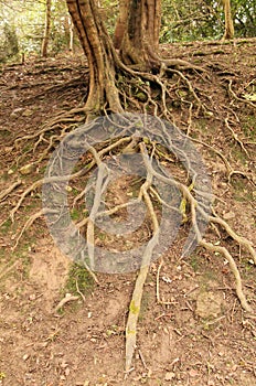 Exposed Roots of a Tree.