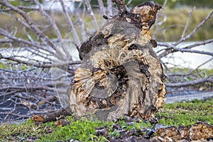 Exposed Rotted Tree Trunk, Log