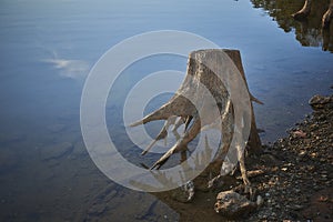 Exposed stump on the shore of Lake Allatoona in the Wintertime after drainage. photo