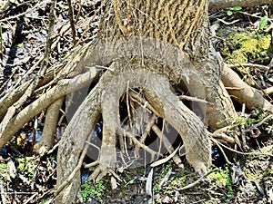 An Exposed Tree Root System