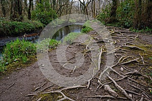 Exposed tree roots along a river bank.