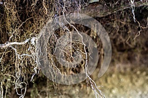 exposed tree roots along a river embankment where the soil has eroded.