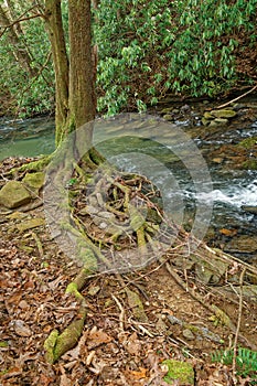 Exposed tree roots alongside a creek