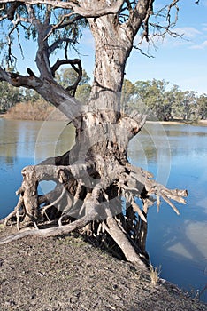 Exposed Tree Roots on Bank of Murray River.
