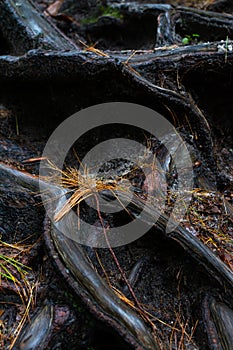 Exposed tree roots