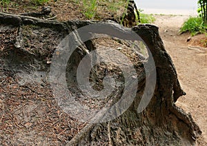 Exposed tree roots in the forest