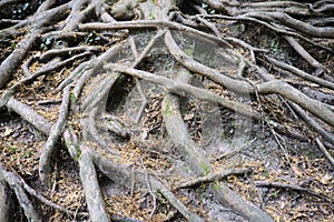 Exposed tree roots on the ground