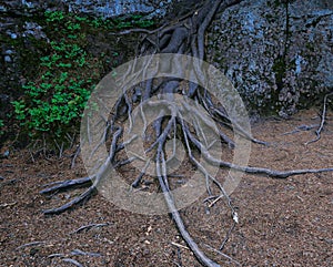 Exposed tree roots on the ground