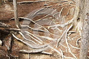 Narley Exposed Tree roots in Jasper National Park, Canada