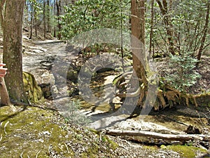 Exposed Tree Roots over Big Sandy Creek at Stone Mountain State Park