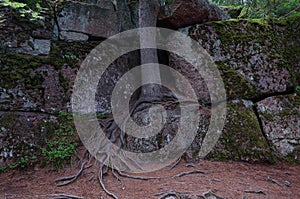 Exposed tree roots on rocks