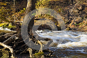 Exposed tree roots by a rushing stream