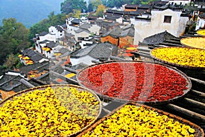 Exposure of crops in Autumn season at Huanglin village