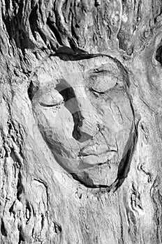 Expresive face carved into the bark of a tree