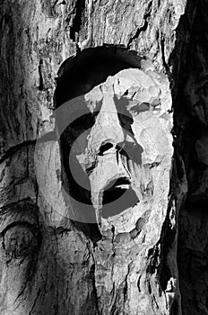 Expresive face carved into the bark of a tree photo