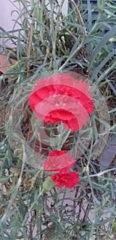 expressing the beauty of carnations