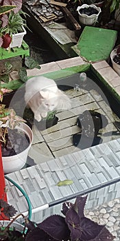 Expression Pool goard