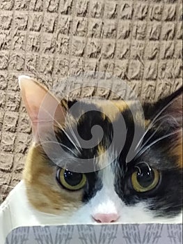 Expressive, beautiful cat eyes. A cat in a box. Red fluffy.