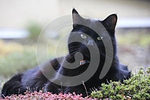 Expressive black cat
