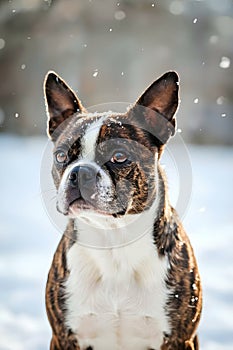 Expressive Dog Portrait In Soft Falling Snow Winter Atmosphere