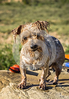 Expressive Dog wet after swimming, blurry background. Doggy Yorkshire Terrier brown