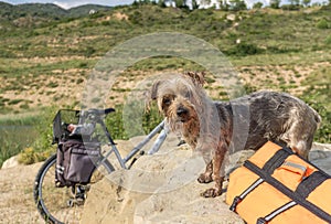 Expressive Dog wet after swimming, lifejacket and a water toy