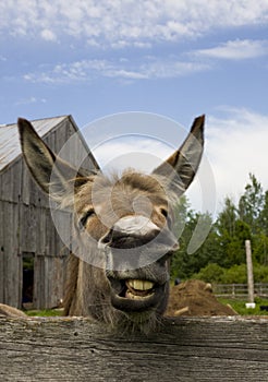 Expressive Donkey on Farm